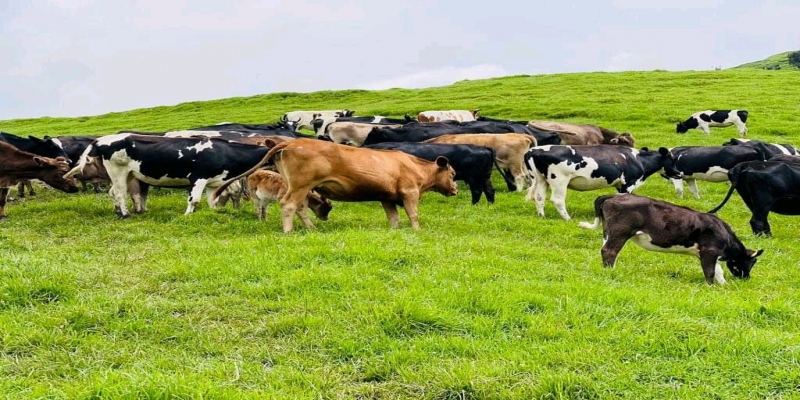 Vaches
